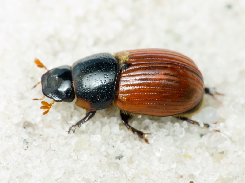 Aphodius (Aphodius) fimetarius (Linnaeus, 1758)